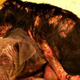 Illustration for article titled Asshole Dumps Severely Sick Puppies Down Six-Foot Window Well, Ruins Christmas